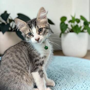 Joker -  Domestic Short Hair Cat for Adoption in Fort Worth, Texas - Joker | PetCurious
