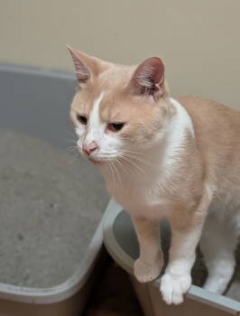 Rescue Domestic Short Hair Cats for Adoption in Walled Lake, Michigan - Ashur | PetCurious