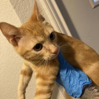 Burger -  Domestic Short Hair Cat for Adoption in Midland, Texas - Burger | PetCurious