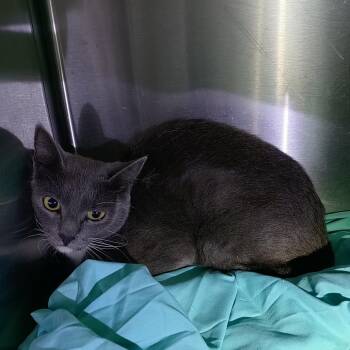 IVHS-Stray-142262 -  Domestic Short Hair Cat for Adoption in San Gabriel, California - IVHS-Stray-142262 | PetCurious