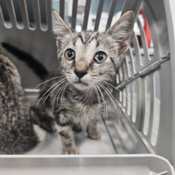 Frankie -  Domestic Short Hair Cat for Adoption in Greensboro, North Carolina - Frankie | PetCurious