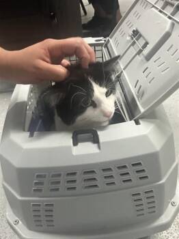 FARKLE -  Domestic Medium Hair Cat for Adoption in Casper, Wyoming - FARKLE | PetCurious