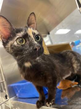Domestic Short Hair Cats Available for Adoption in Corpus Christi, Texas - Memoir | PetCurious