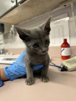 Dixie -  Domestic Short Hair Cat for Adoption in Fort Worth, Texas - Dixie | PetCurious