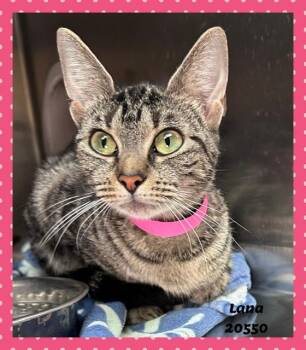 LANA see also MIDNIGHT -  Domestic Short Hair and Tabby Cat for Adoption in Marietta, Georgia - LANA See Also MIDNIGHT | PetCurious