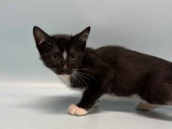 Enn -  Domestic Short Hair Cat for Adoption in Minneapolis, Minnesota - Enn | PetCurious