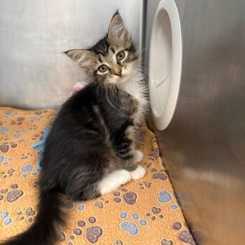 Wilma -  Domestic Short Hair Cat for Adoption in West Palm Beach, Florida - Wilma | PetCurious