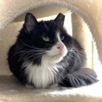 Dixie -  Domestic Long Hair Cat for Adoption in Goshen, Indiana - Dixie | PetCurious