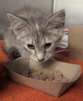 Rylee -  Domestic Short Hair Cat for Adoption in West Chester, Pennsylvania - Rylee | PetCurious