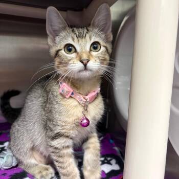 Juicy Fruit -  Domestic Short Hair Cat for Adoption in Keizer, Oregon - Juicy Fruit | PetCurious