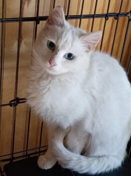 Anna -  Domestic Short Hair Cat Available for Adoption in Liberty, New York - Anna | PetCurious