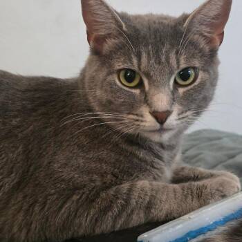 Sketch -  Domestic Short Hair Cat for Adoption in Greenwood, Indiana - Sketch | PetCurious