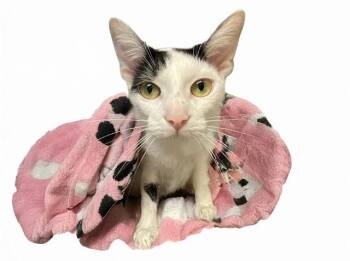 Domestic Short Hair Cats Available for Adoption in Fort Lauderdale, Florida - COCONUT | PetCurious