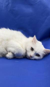 Fluffles -  Domestic Long Hair and Domestic Short Hair Cat for Adoption in Lawrenceville, Georgia - Fluffles | PetCurious