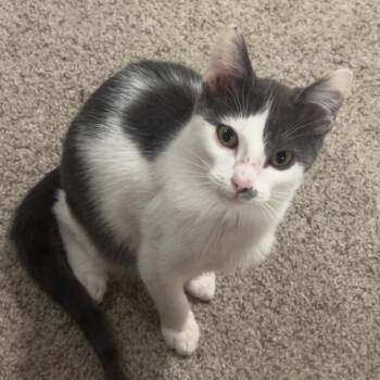 Domestic Short Hair Cats Available for Adoption in Midland, Texas - Day Day | PetCurious