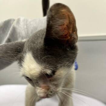 Nipsy -  Domestic Short Hair Cat for Adoption in Tampa, Florida - Nipsy | PetCurious