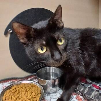 Minty -  Domestic Short Hair Cat for Adoption in Birmingham, Alabama - Minty | PetCurious