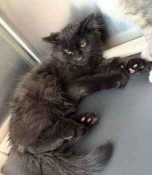 Aiden -  Domestic Short Hair Cat for Adoption in Pomona, New York - Aiden | PetCurious