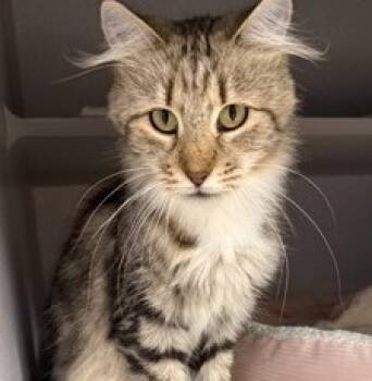 Rescue Domestic Medium Hair and Domestic Short Hair Cats for Adoption - Smiles | PetCurious