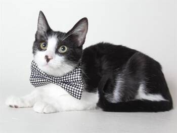 BILL -  Domestic Short Hair Cat for Adoption in South Lake Tahoe, California - BILL | PetCurious