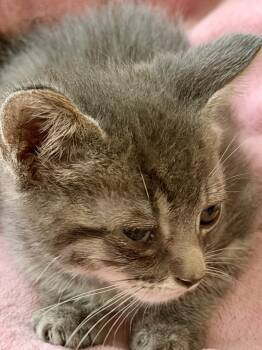 Rescue Domestic Short Hair Cats for Adoption in Chicago, Illinois - Paris Bonded Pair With Troy | PetCurious