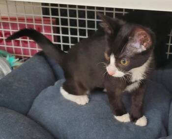 Mini Whiskers 3567 -  Domestic Short Hair Cat for Adoption in Dallas, Texas - Mini Whiskers 3567 | PetCurious