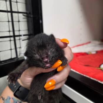 Clove -  Domestic Short Hair Cat for Adoption in North Battleford, Saskatchewan - Clove | PetCurious
