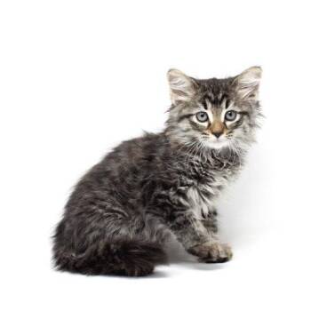 Domestic Medium Hair Cats Available for Adoption in Florence, Arizona - Gizmo The Great | PetCurious