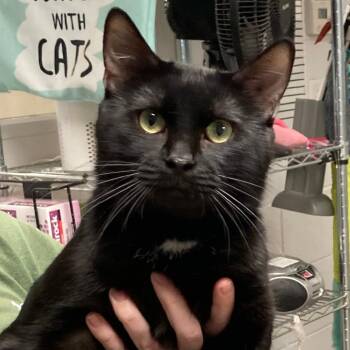 Shadow -  Domestic Short Hair Cat for Adoption in South Elgin, Illinois - Shadow | PetCurious