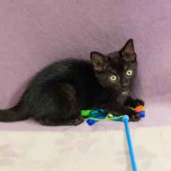 Belle -  Domestic Short Hair Cat for Adoption in Versailles, Kentucky - Belle | PetCurious
