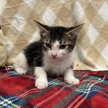 Minty -  Domestic Short Hair Cat for Adoption in Hawthorne, California - Minty | PetCurious