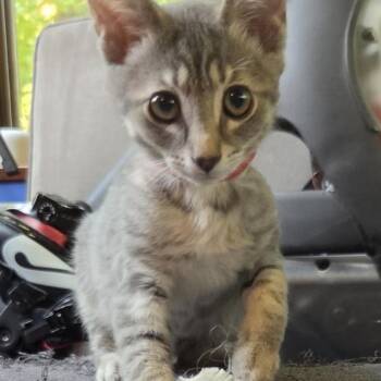Clifford -  Domestic Short Hair Cat for Adoption in Carmel, Indiana - Clifford | PetCurious