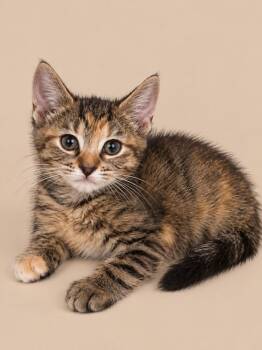 Sencha -  Domestic Short Hair Cat for Adoption in Emerald Isle, North Carolina - Sencha | PetCurious