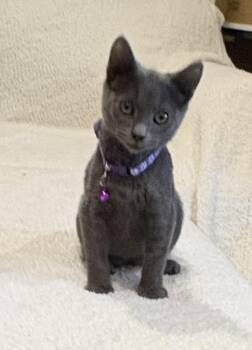 Krackle -  Domestic Short Hair Cat for Adoption in Minneapolis, Minnesota - Krackle | PetCurious