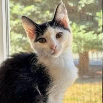 Summer -  Domestic Short Hair Cat for Adoption in Orangevale, California - Summer | PetCurious