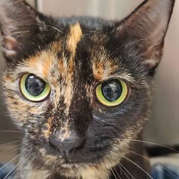 Rescue Domestic Short Hair Cats for Adoption in Galveston, Texas - Paige | PetCurious