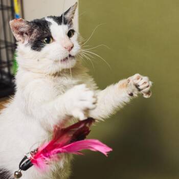 Pepsi (FIV Positive) -  Domestic Short Hair Cat for Adoption in Beaverton, Oregon - Pepsi (FIV Positive) | PetCurious