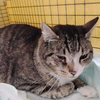 Domestic Short Hair Cats Available for Adoption in Allentown, Pennsylvania - Chevy | PetCurious