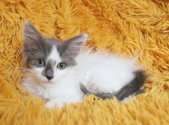 Stone -  Turkish Angora and Maine Coon Cat for Adoption in St. Augustine, Florida - Stone | PetCurious