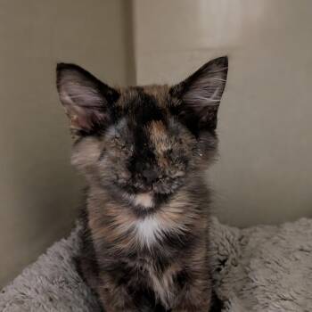 Athena (Nurse Joy) -  Domestic Short Hair Cat for Adoption in Lakewood, Colorado - Athena (Nurse Joy) | PetCurious