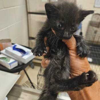 SCFL-Stray-66688 -  Domestic Short Hair Cat for Adoption in Lake Panasoffkee, Florida - SCFL-Stray-66688 | PetCurious