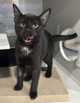 Taryn -  Domestic Short Hair Cat for Adoption in Webster City, Iowa - Taryn | PetCurious