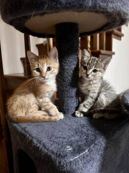 Gus -  Domestic Short Hair Cat for Adoption in Greensboro, North Carolina - Gus | PetCurious