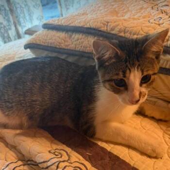 Cooper -  Domestic Short Hair Cat for Adoption in Gordonsville, Tennessee - Cooper | PetCurious