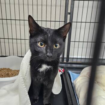 Ebony -  Domestic Short Hair Cat for Adoption in Ridgely, Maryland - Ebony | PetCurious