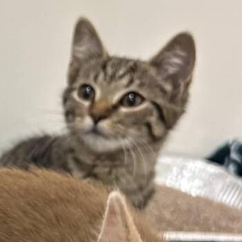 Fiona -  Domestic Short Hair Cat for Adoption in Chicago, Illinois - Fiona | PetCurious