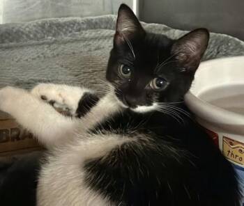 Bentley 0471 -  Domestic Short Hair Cat for Adoption in Boca Raton, Florida - Bentley 0471 | PetCurious