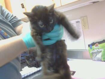 Rescue Domestic Medium Hair and Domestic Short Hair Cats for Adoption in Sacramento, California - A903950 | PetCurious