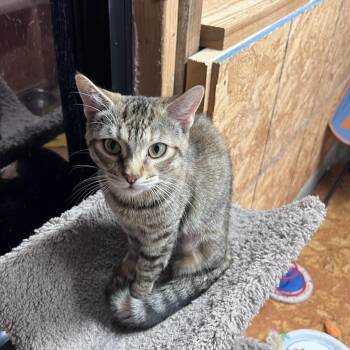 Rhaenyra -  Tabby Cat for Adoption in Richmond, Virginia - Rhaenyra | PetCurious
