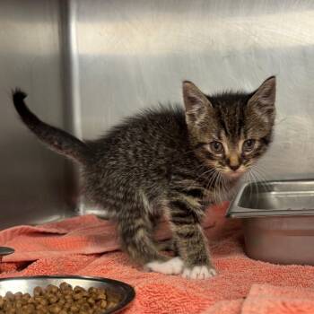 Domestic Short Hair Cats Available for Adoption in Birmingham, Alabama - Sparrow | PetCurious